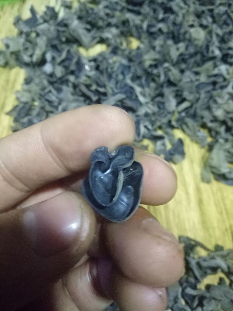 秋耳特级