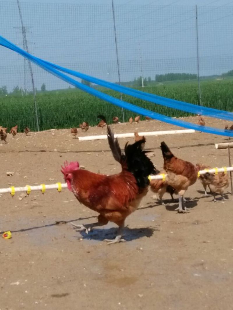 土鸡6~9月