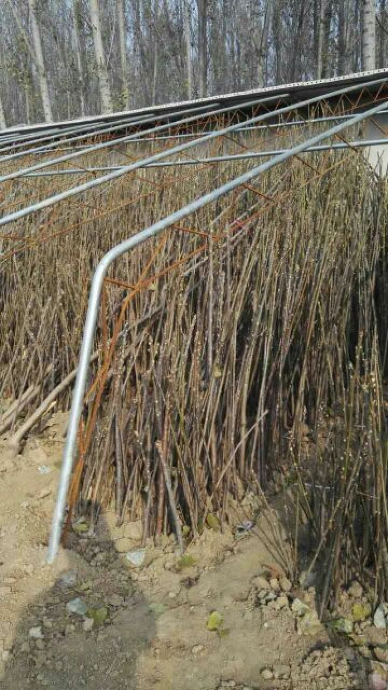 香椿苗大棚50~60cm
