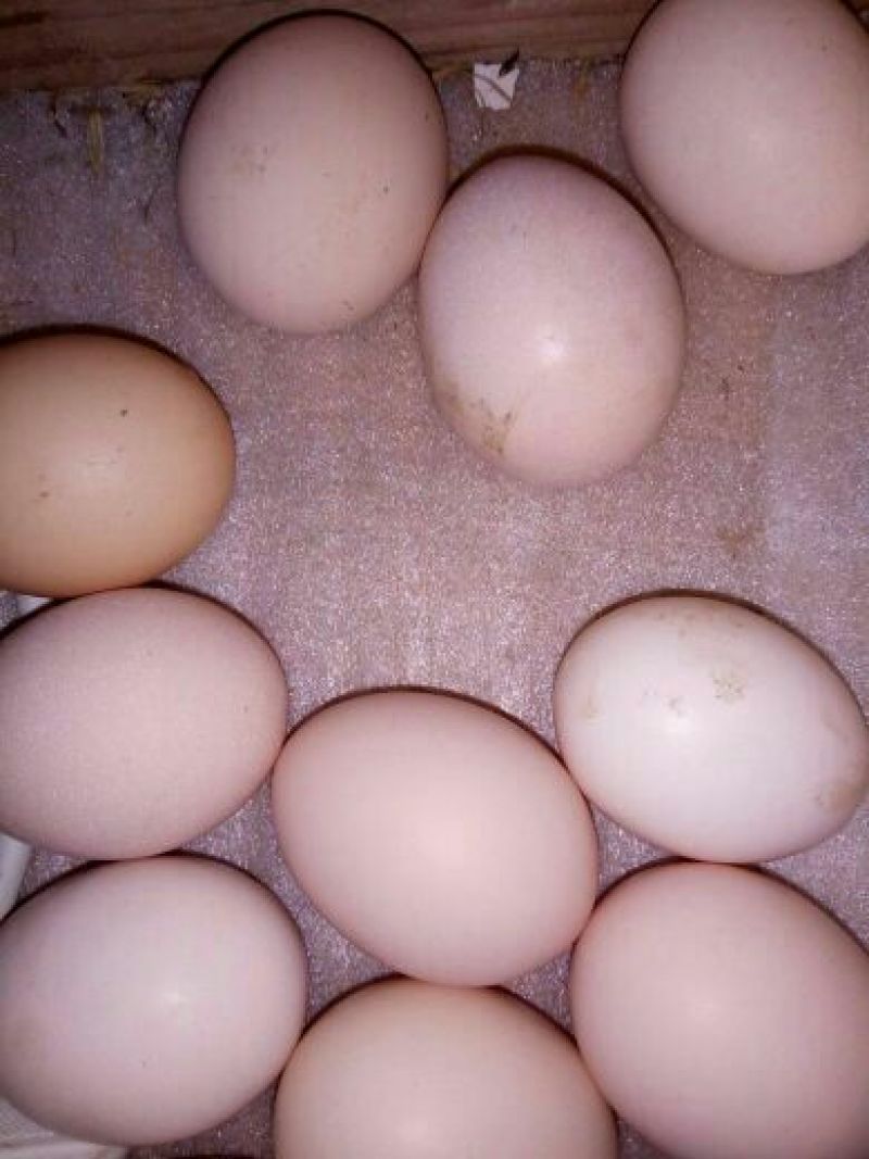 土鸡蛋食用50g以下