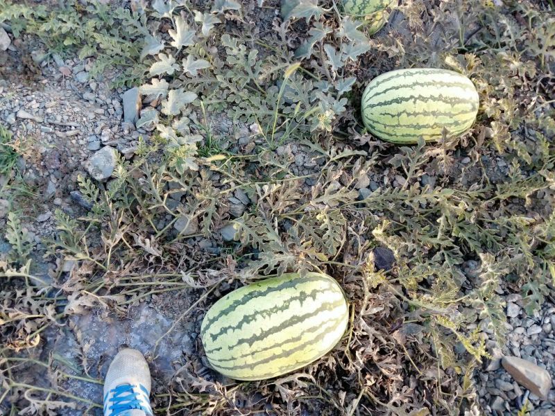 硒砂瓜10斤打底8成熟1茬