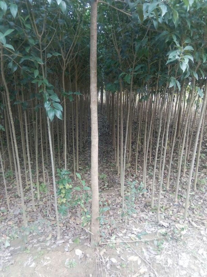 大叶女贞4cm以下