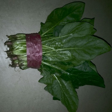 大叶菠菜25~30厘米