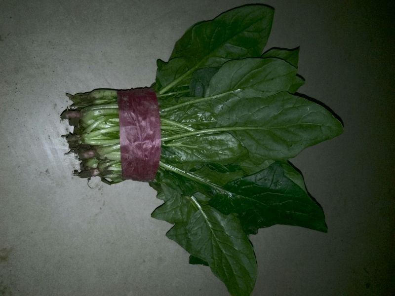 大叶菠菜25~30厘米