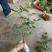 月季小苗大花月季品种产地批发
