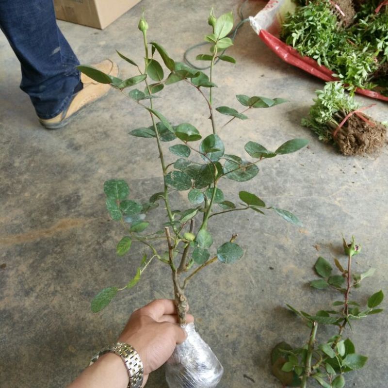 月季小苗大花月季品种产地批发