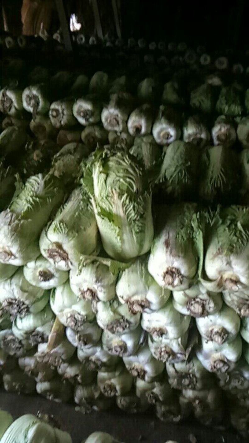 大白菜7斤以上