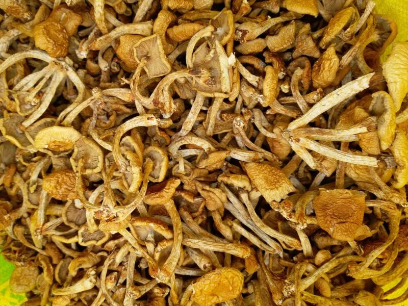 滑子菇干品