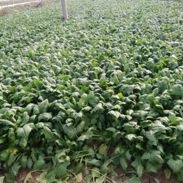 全能菠菜35~40厘米