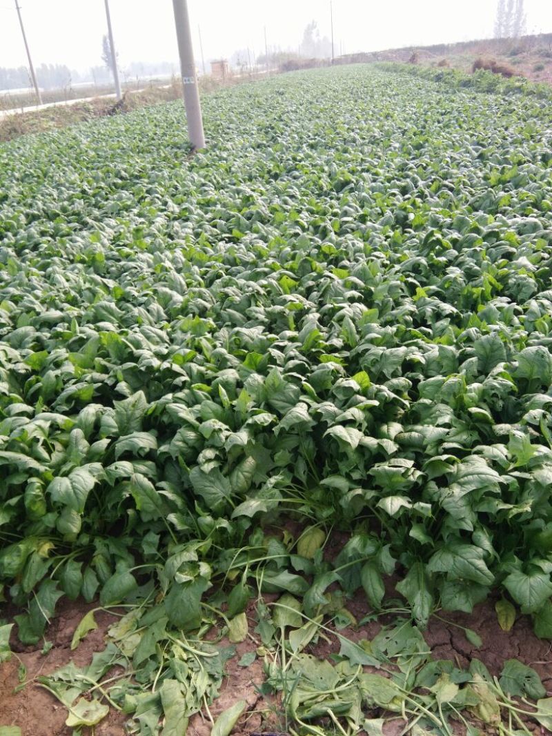 全能菠菜35~40厘米