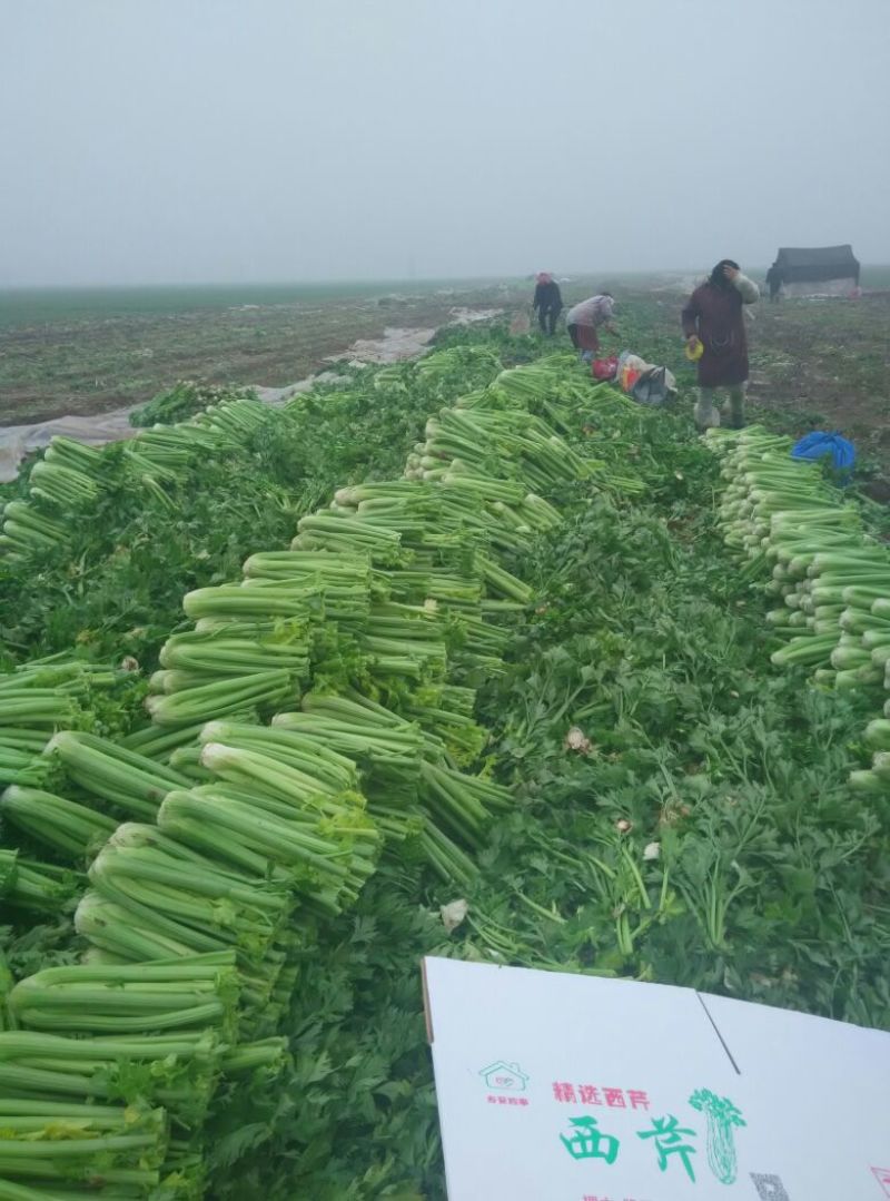 大小颗西芹精品西芹产地直供随时视频看货