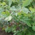 蓝莓10~12mm以上