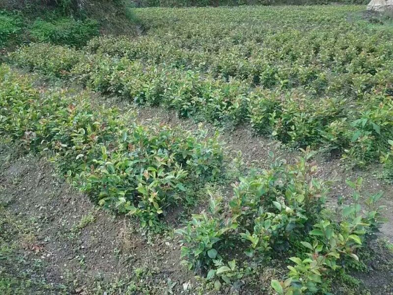 油茶苗70~100cm