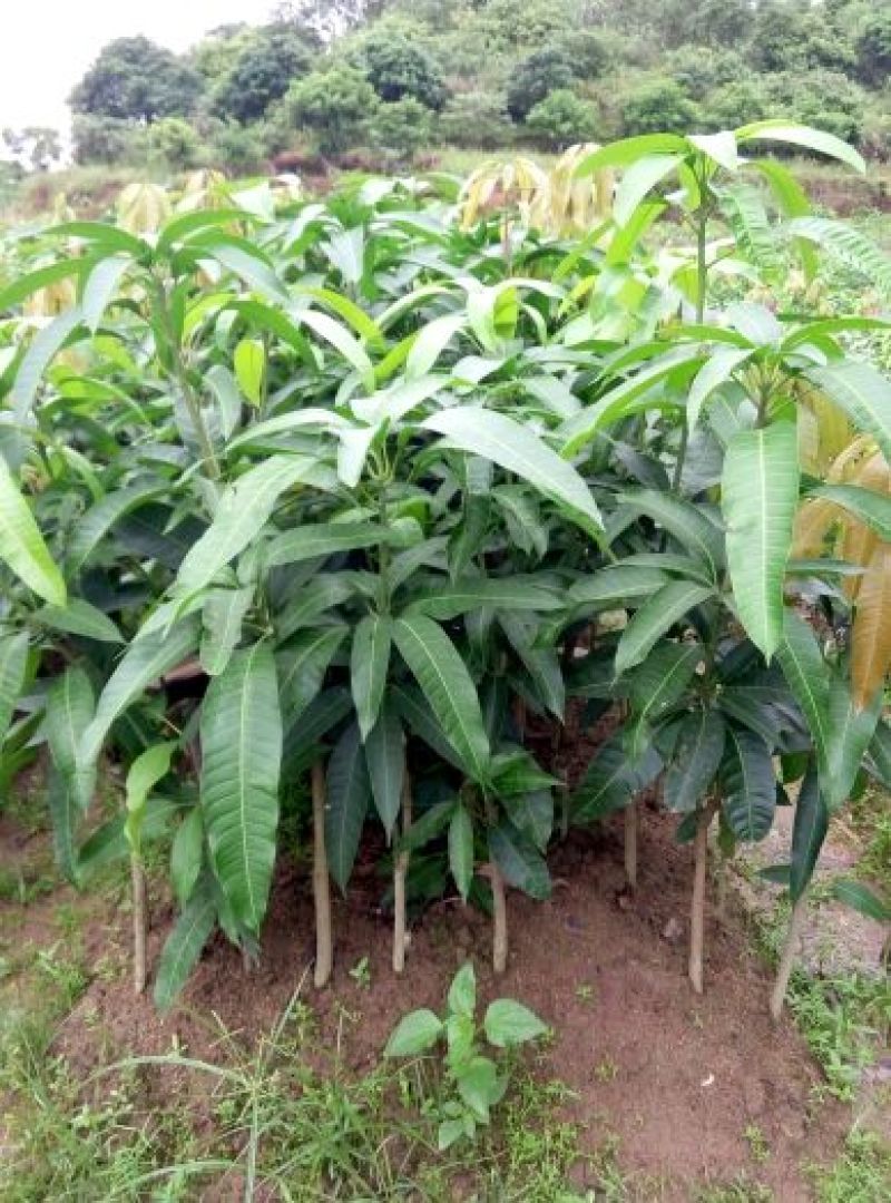果树苗芒果苗金煌澳芒凯特芒果嫁接苗