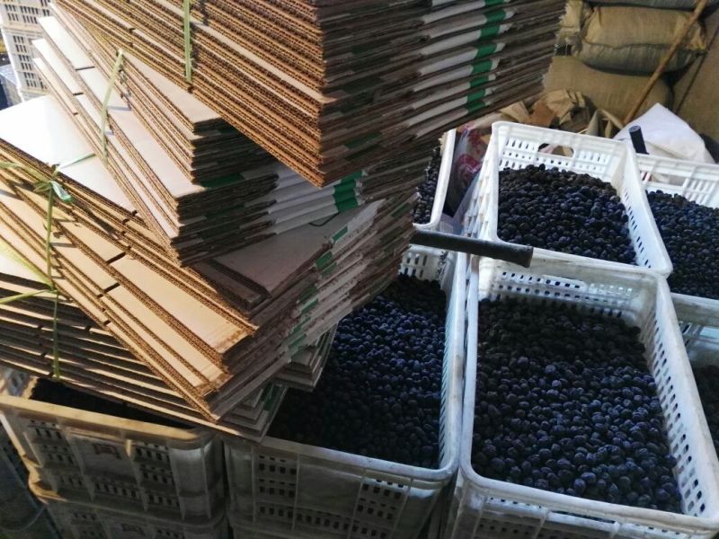 几万斤黑枣先到先得黑枣无核软枣河北特产
