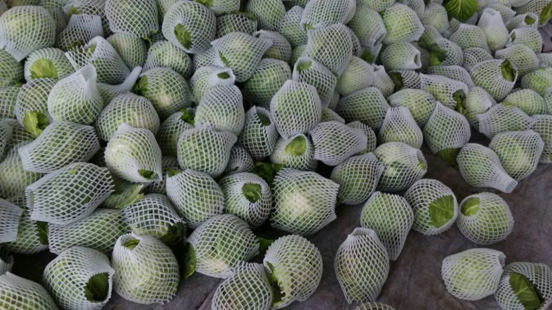 绿甘蓝1~2公斤本地长年供应各种蔬菜
