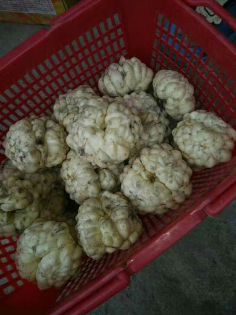 龙牙百合二头药食两用