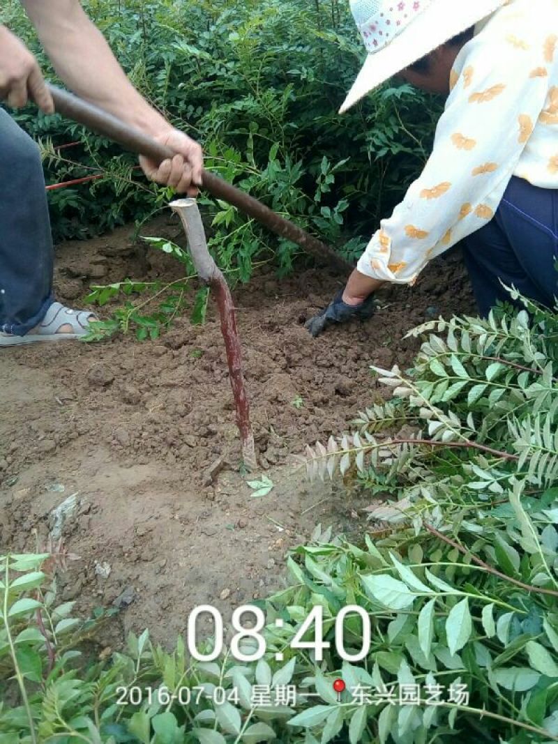 花椒苗1~2年