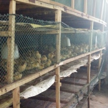 四川遂宁市大英县冷永成的农产品批发\/采购