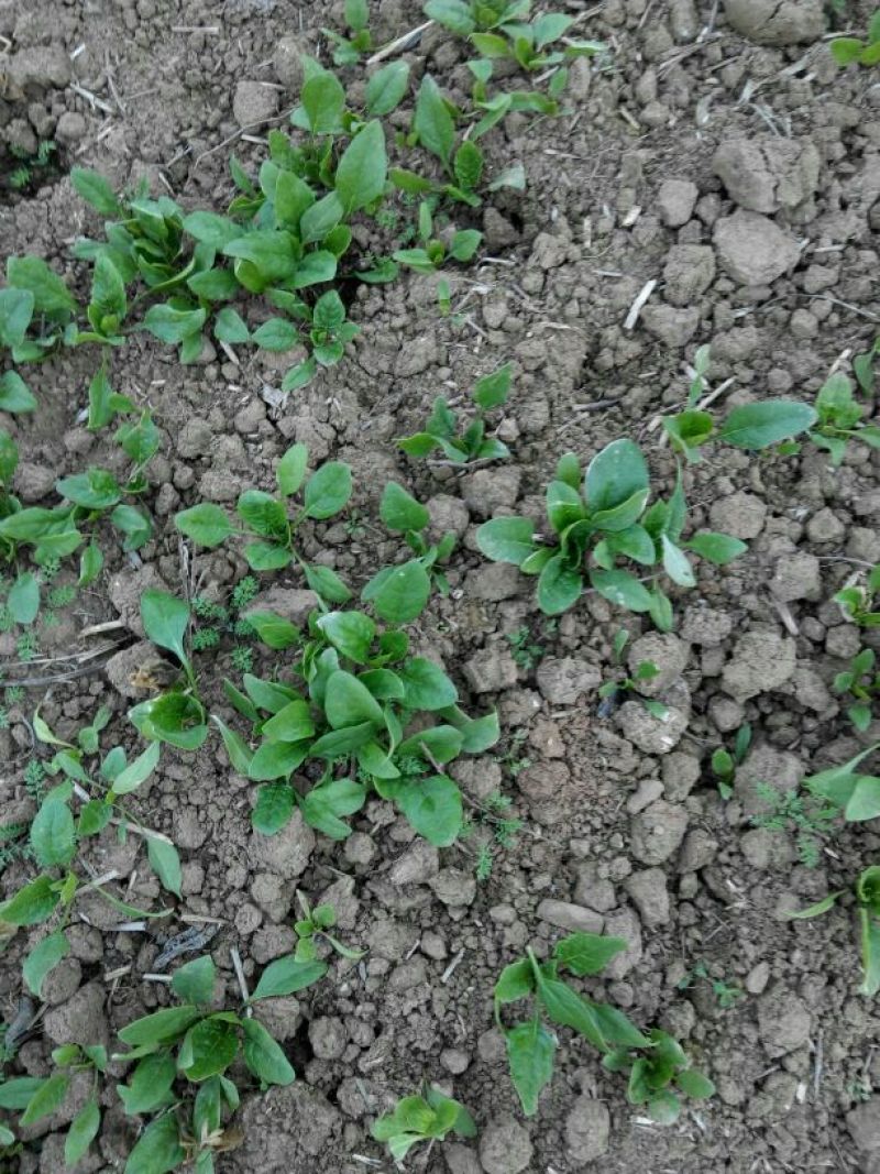 小叶菠菜10~15厘米