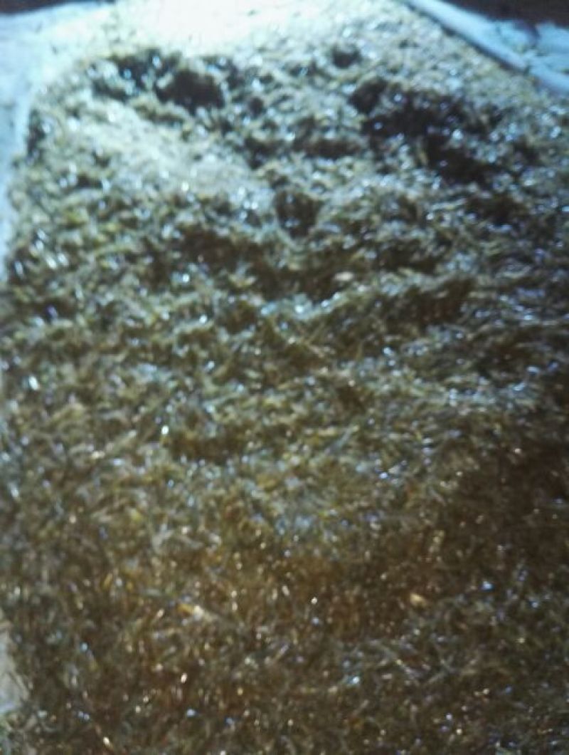 河虾活虾8只/kg以下