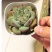 多肉植物