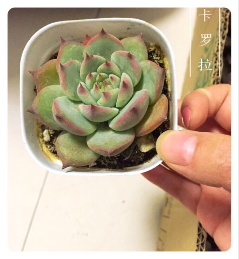 多肉植物