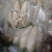 白萝卜1~1.5斤起