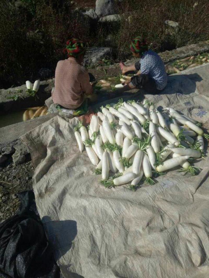 白萝卜1.5~2斤起