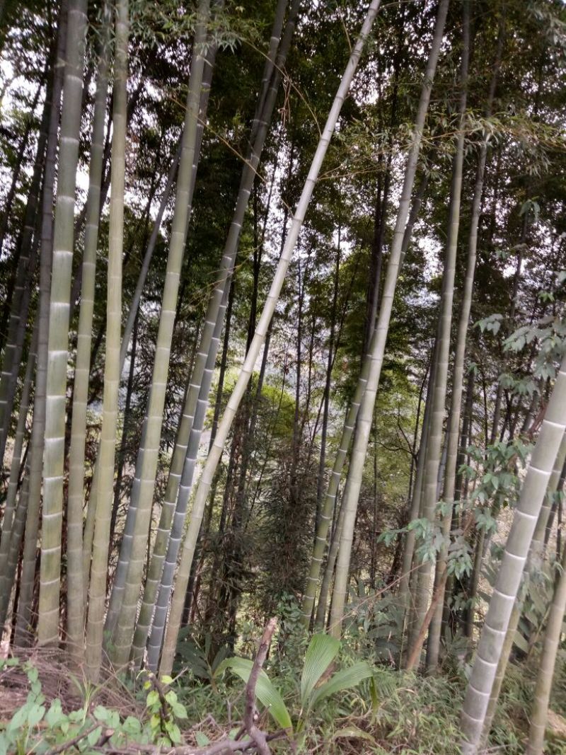 楠竹6cm以上6米以上