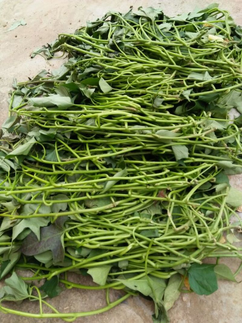 商薯19红薯苗15~25cm