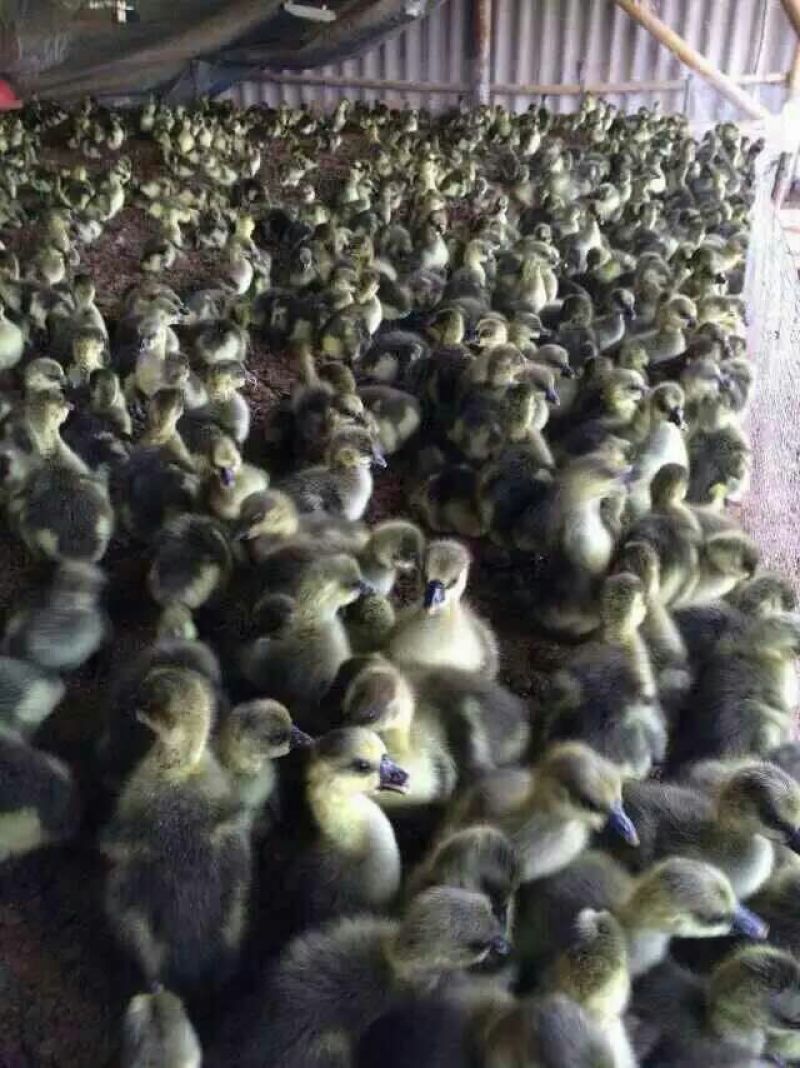 狮头鹅苗250g以下