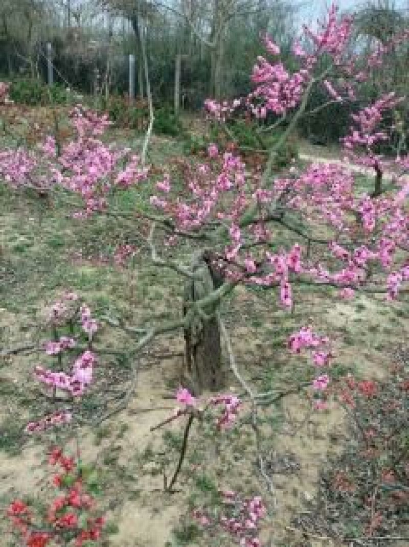 梅花树80~100cm