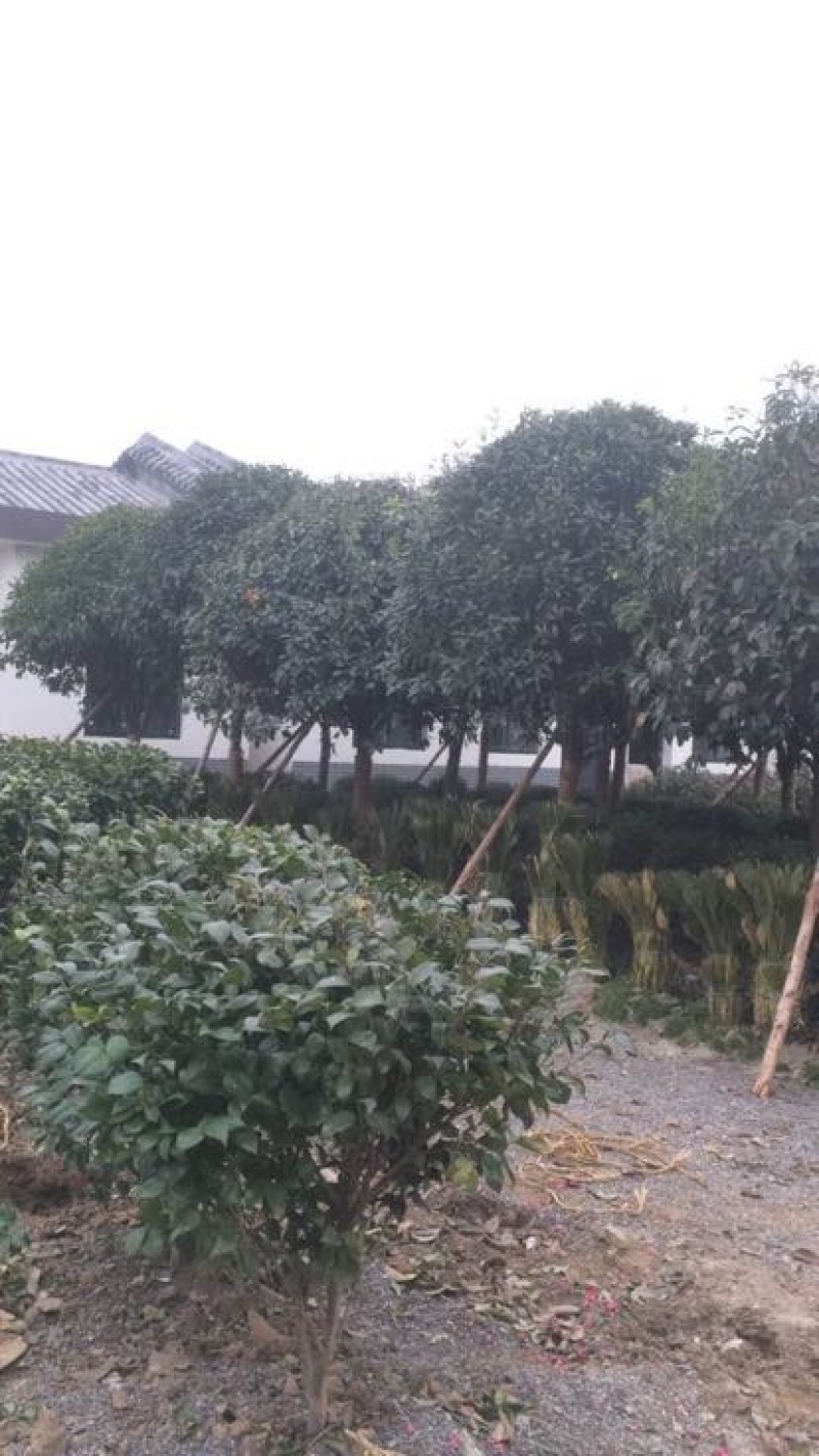 黄山栾树