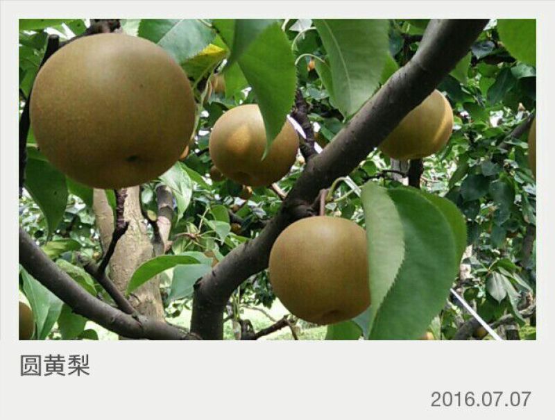 圆黄梨，湖北沙梨基地直供