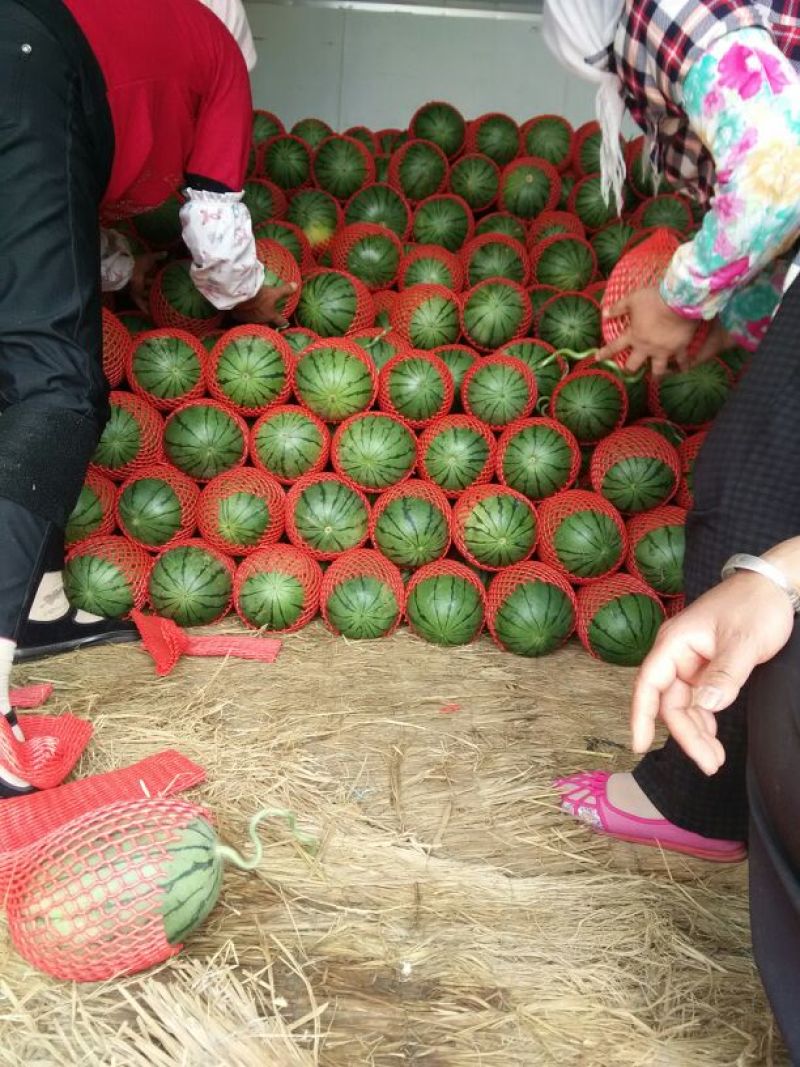早春红玉西瓜大量上市熟度高口感好地头装瓜质量有保证