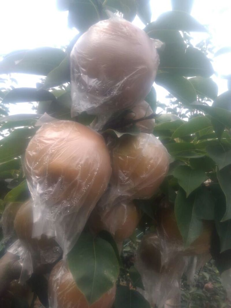 晚秋黄梨无公害绿色食品