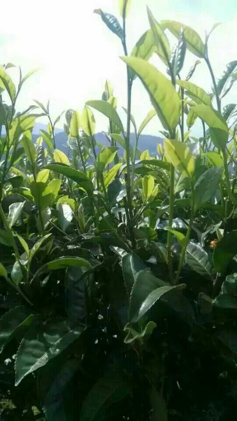 普洱绿茶