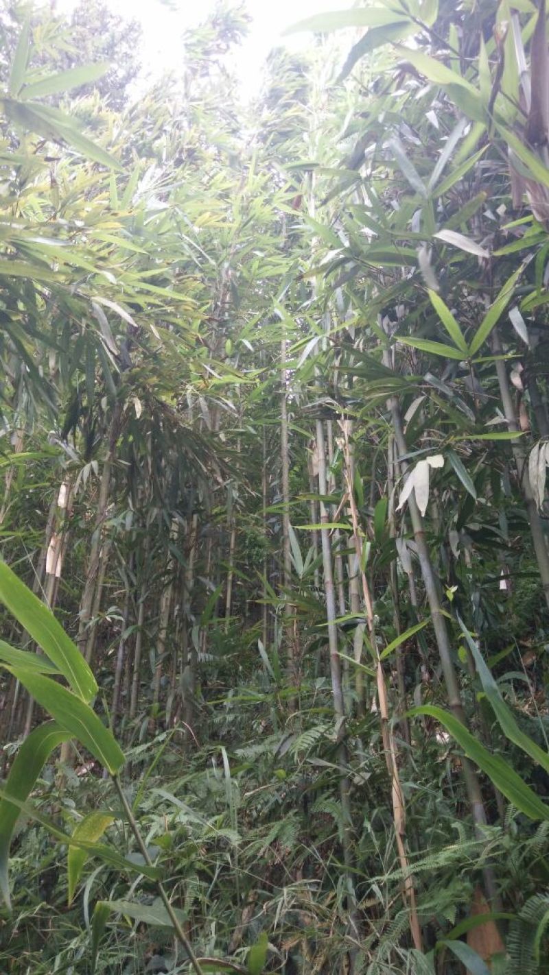 绿竹4~5m