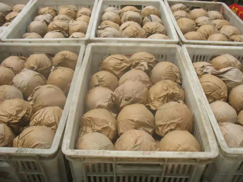 丰水梨，口感脆甜，个大皮薄，适合大型超市，市场