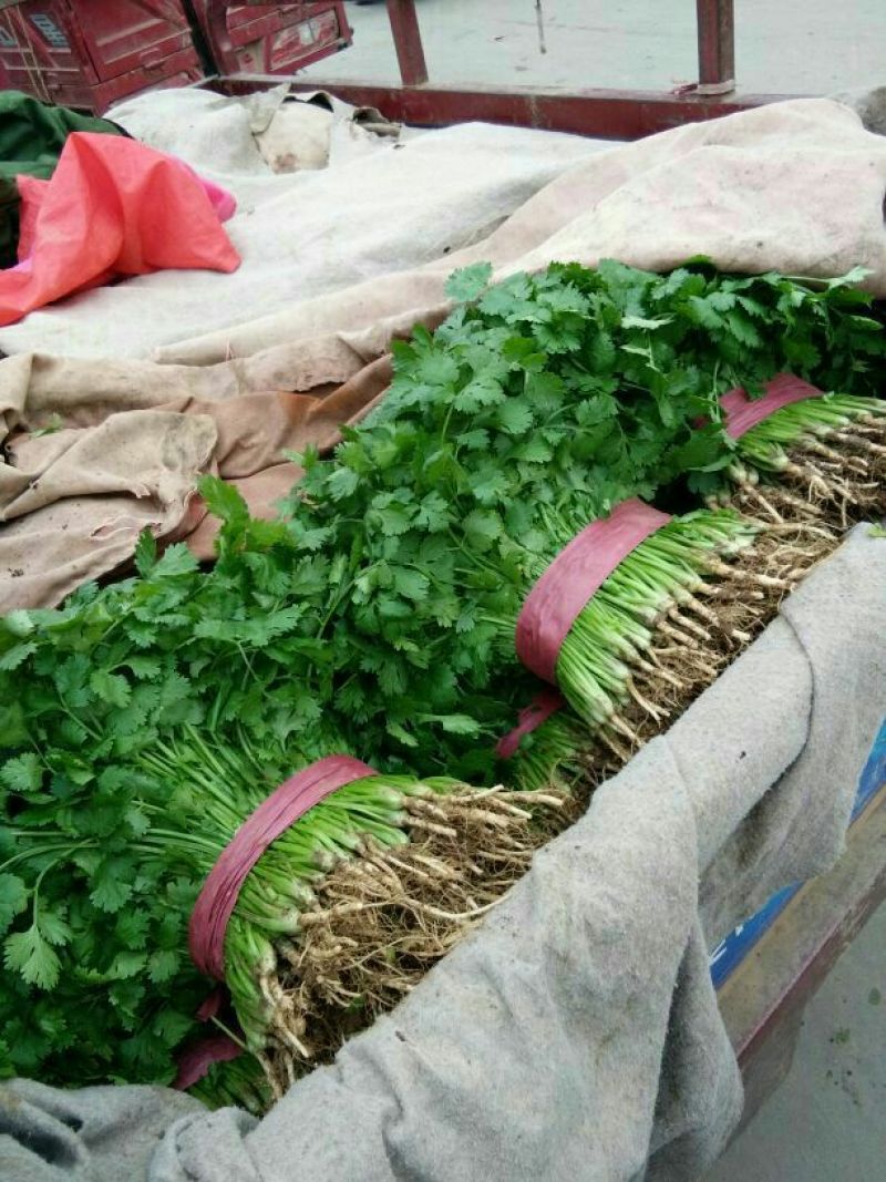 大叶香菜20~25厘米以上，叶菜齐全，包装齐全，