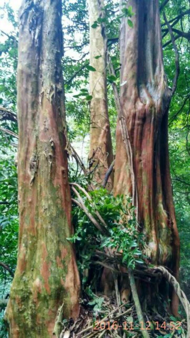 马灵光1.5~2m