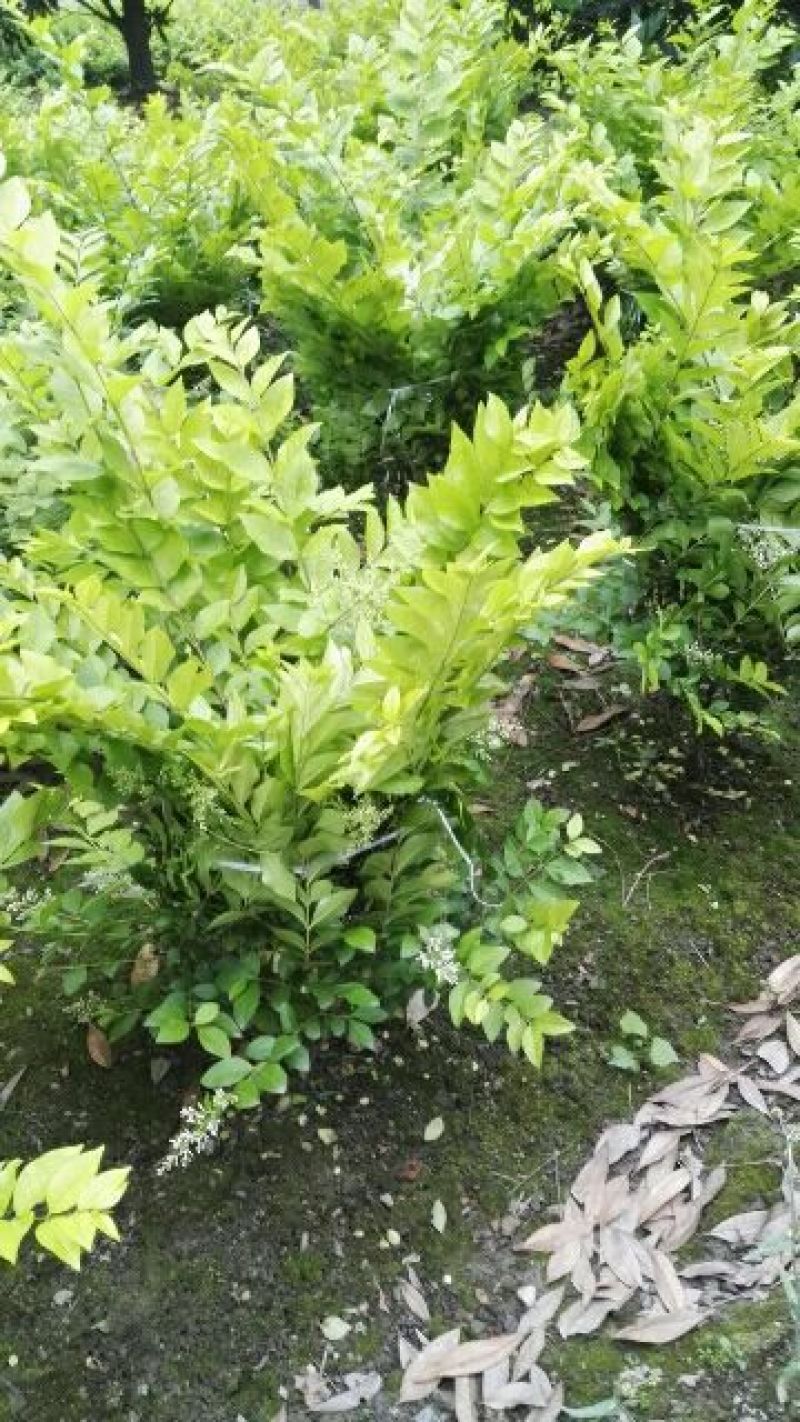 金叶女贞4cm以下