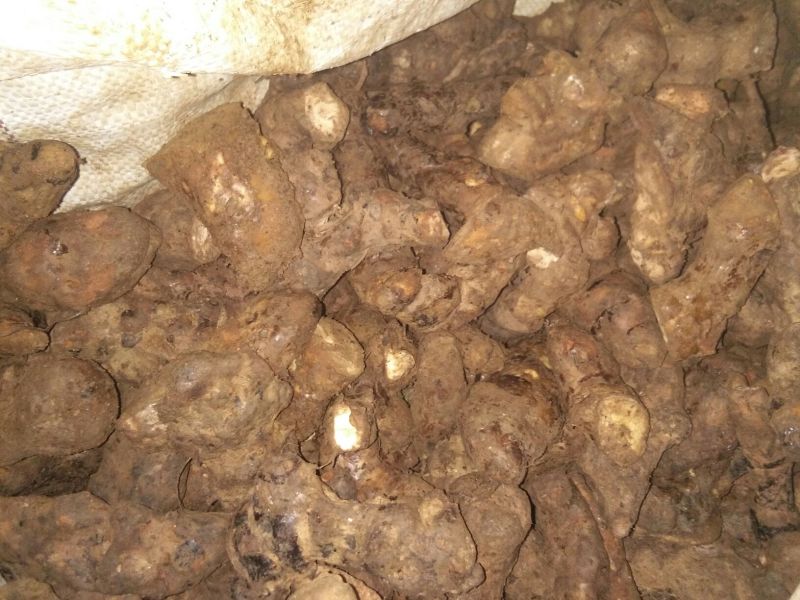 土茯苓统个，加工原材料，6.5元一斤。