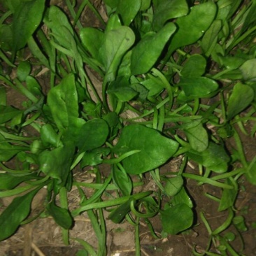 大叶菠菜10~15厘米