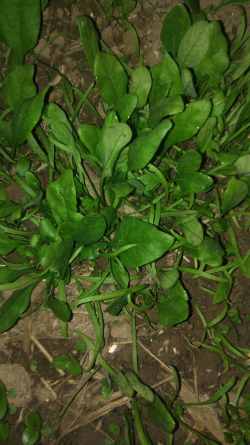 大叶菠菜10~15厘米