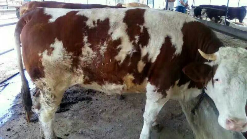 牛犊200~300kg