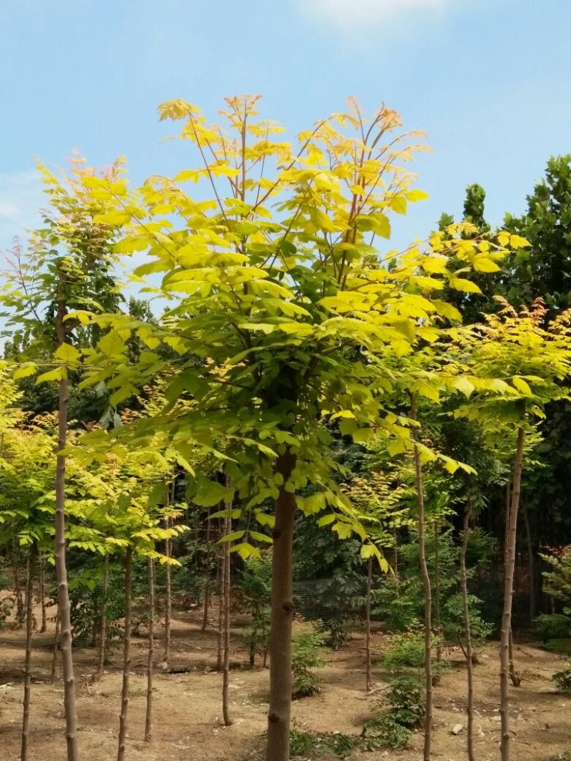栾树6~8cm20cm以上2.5~3米