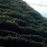 古树茶一级