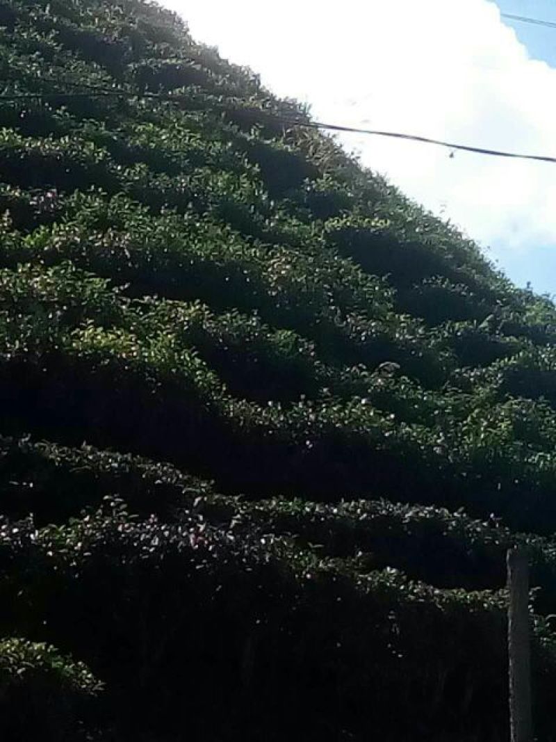 古树茶一级